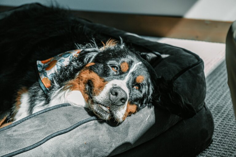 pexels impact dog crates 1789722873 28860756 scaled