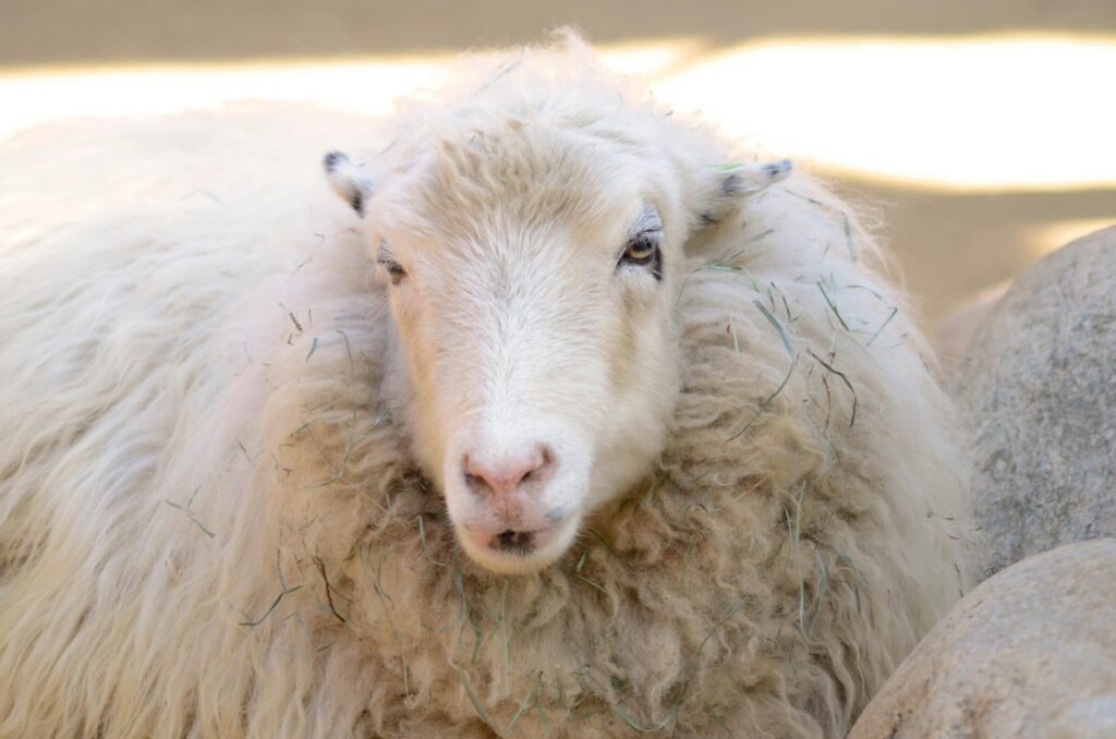 pexels ingriddietrich 7103923 scaled