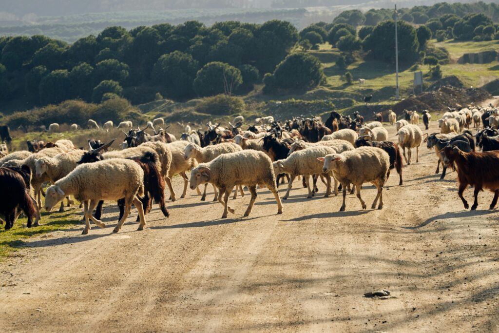 pexels merictuna 31329692 scaled