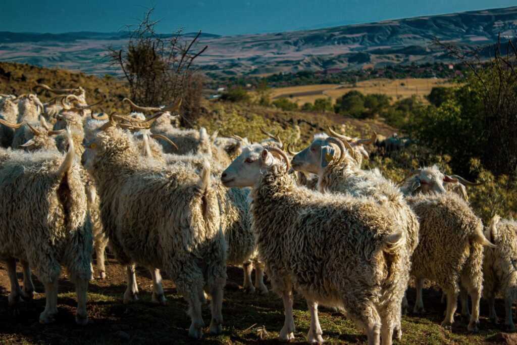 pexels nuh erkan 2153588239 32876150